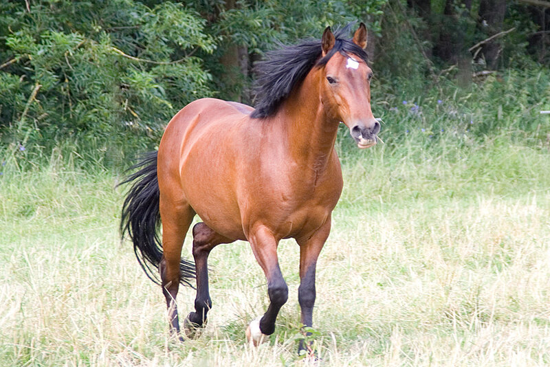 Brown Horse Running — Active, Afternoon, Photograph, Grass