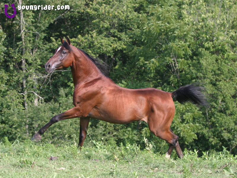 Brown Horse Running — Active, Afternoon, Photograph, Grass, Trees, Forest, Green