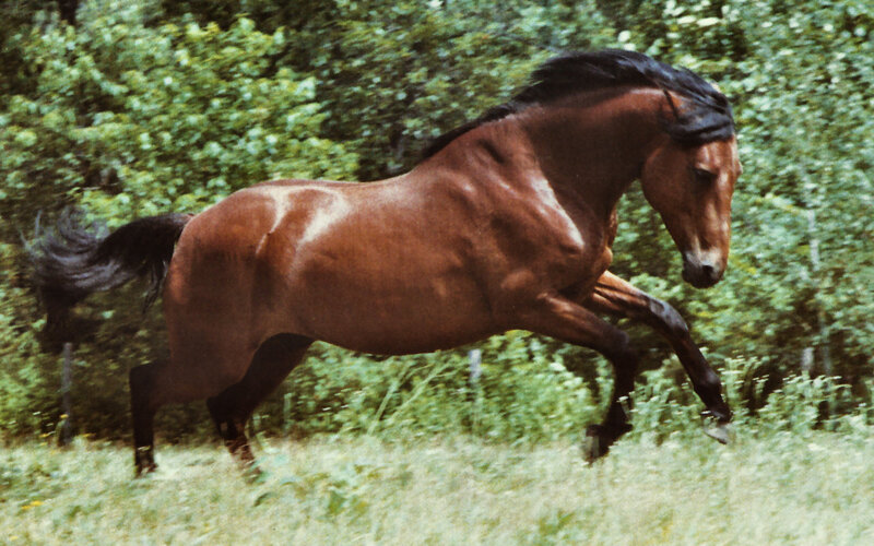 Brown Horse Running — Active, Afternoon, Photograph, Grass, Trees, Forest