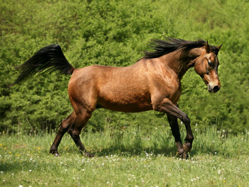 Brown Horse Running — Active, Afternoon, Photograph, Grass, Trees, Tail