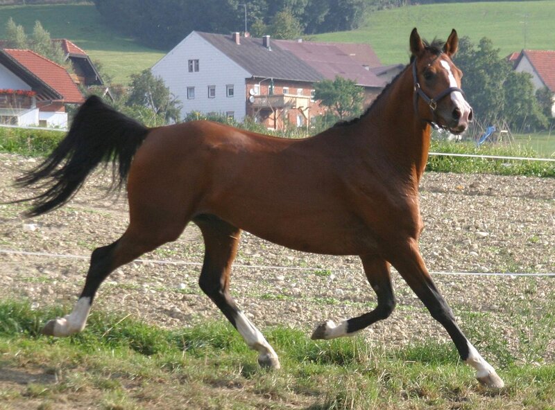 Brown Horse Running — Active, Afternoon, Photograph, Houses