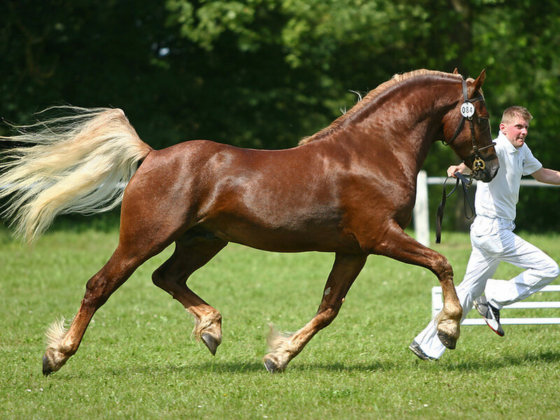 Brown Horse Running — Active, Afternoon, Photograph, Man