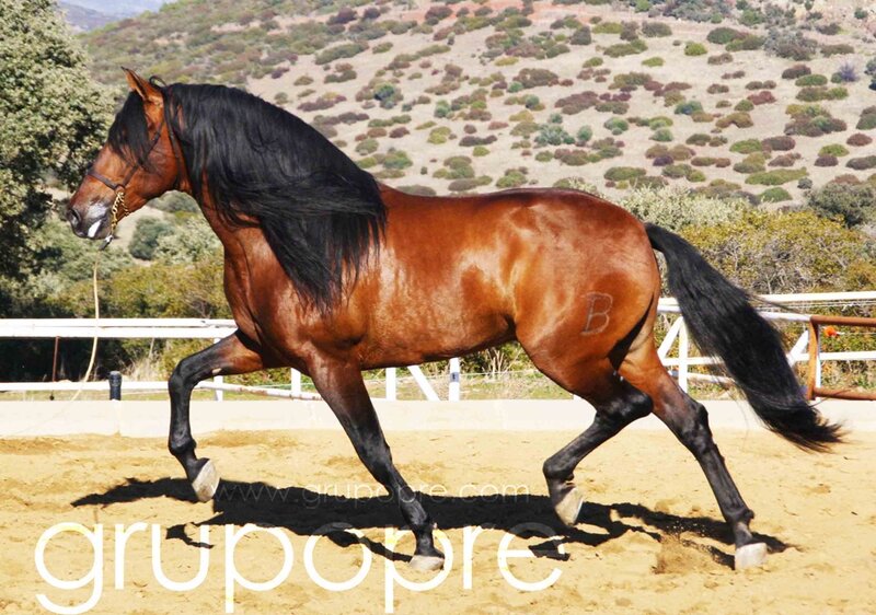 Brown Horse Running — Active, Afternoon, Photograph, Saddle
