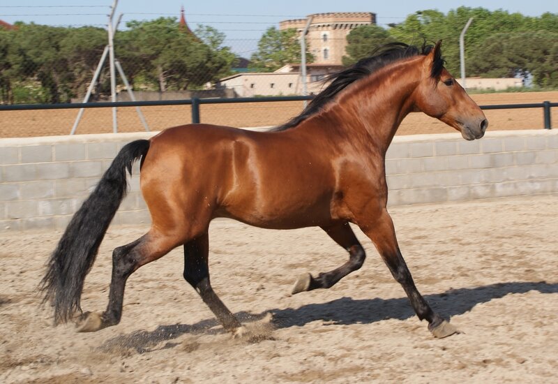 Brown Horse Running — Active, Afternoon, Photograph, Sand