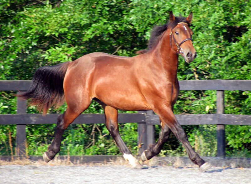 Brown Horse Running — Active, Afternoon, Photograph