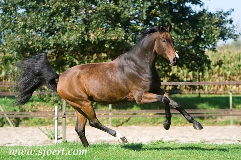 Brown Horse Running — Active, Afternoon, Photograph, Tree