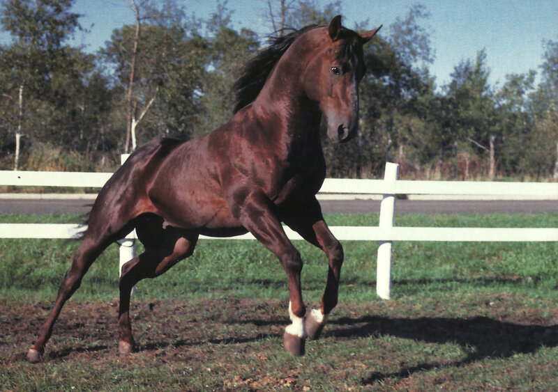 Brown Horse Running — Active, Afternoon, Photograph, White Fence