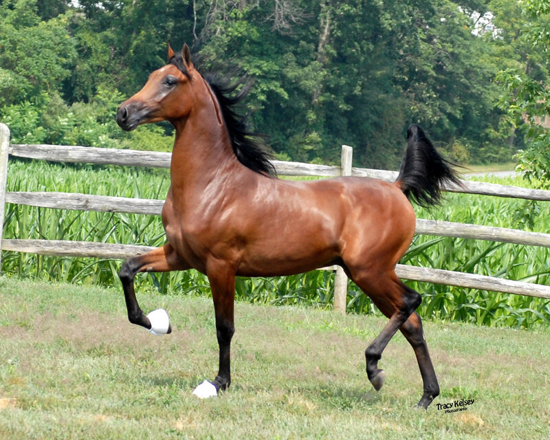 Brown Horse Running — Active, Afternoon