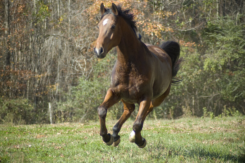 Brown Horse Running — Active, Autumn