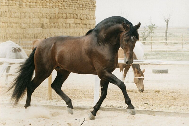 Brown Horse Running — Active, Photograph