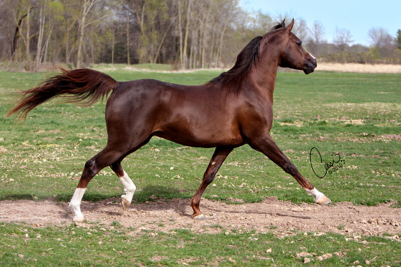 Brown Horse Running — Active
