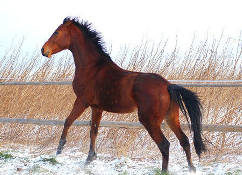 Brown Horse Running — Active, Winter, Photograph, Fence