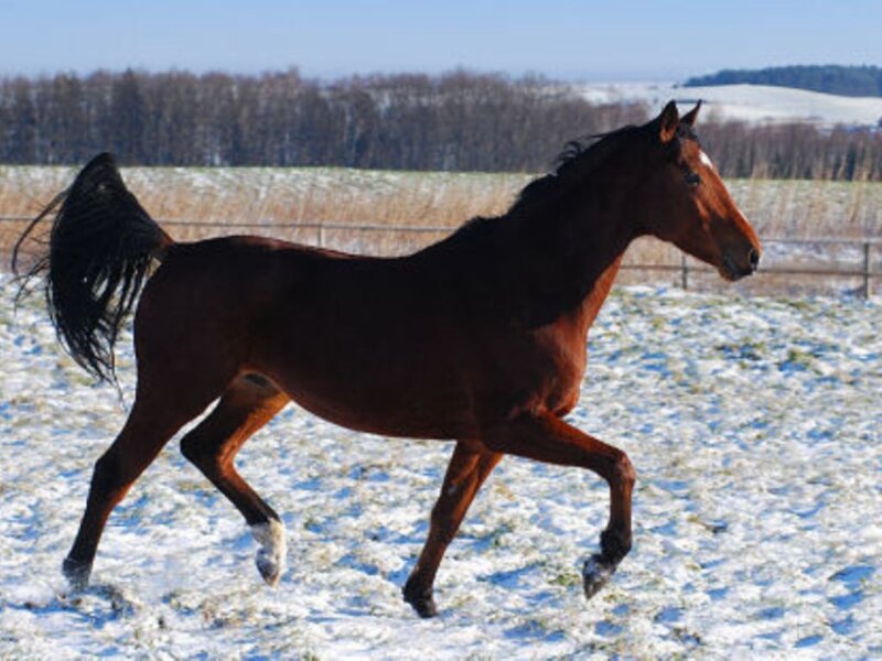 Brown Horse Running — Active, Winter, Photograph, Snow