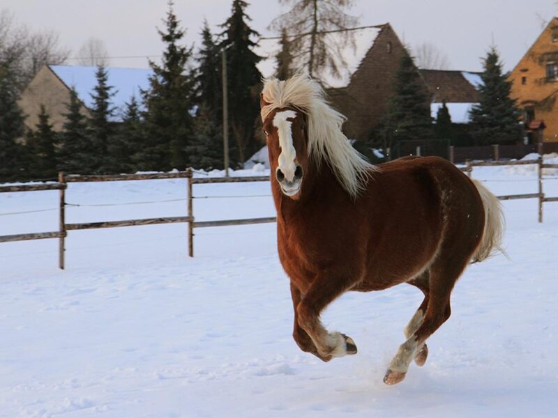 Brown Horse Running — Active, Winter, Photograph