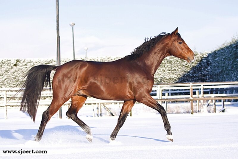 Brown Horse Running — Active, Winter