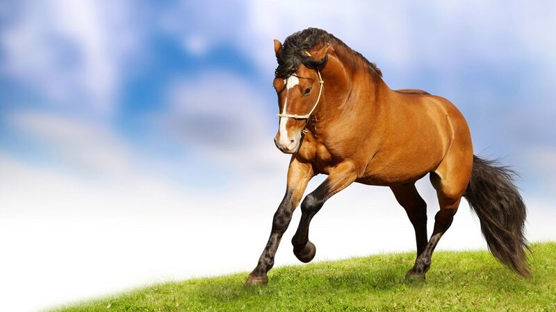 Brown Horse Running — Afternoon