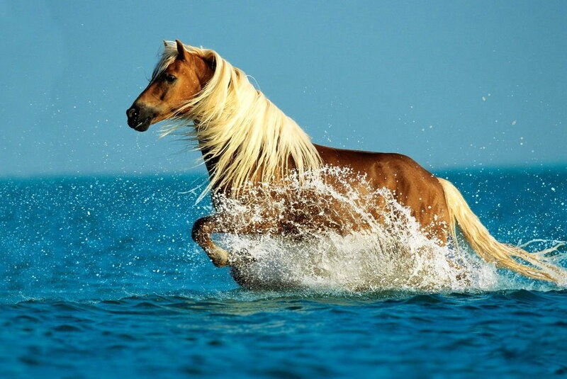 Brown Horse Running — Blue, Dynamic
