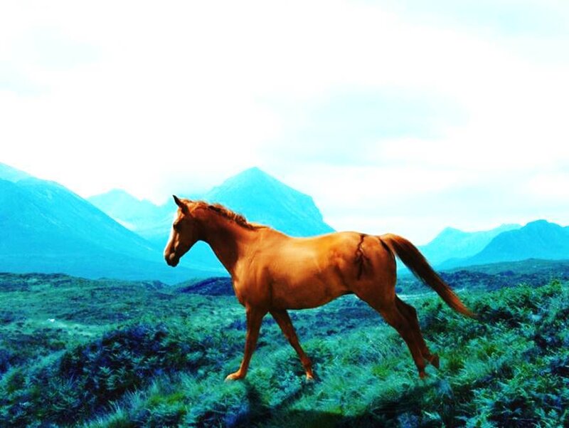 Brown Horse Running — Blue, Serene