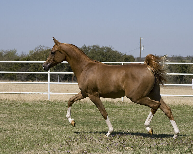 Brown Horse Running — Calm, Afternoon, Photograph