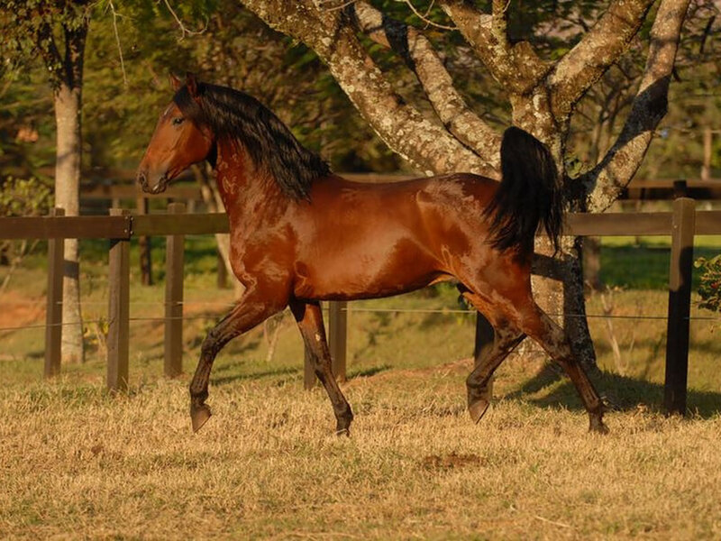 Brown Horse Running — Calm, Afternoon, Photograph, Tree
