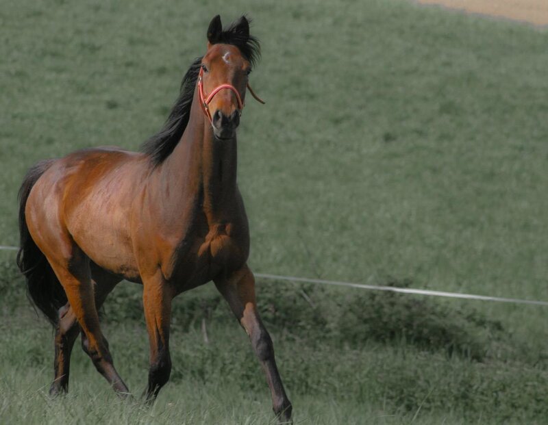Brown Horse Running — Calm, Afternoon