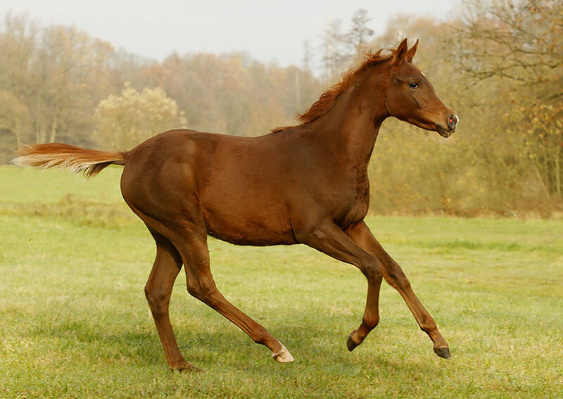 Brown Horse Running — Calm, Autumn