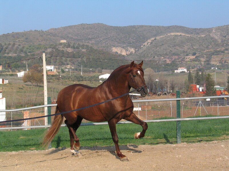 Brown Horse Running — Calm