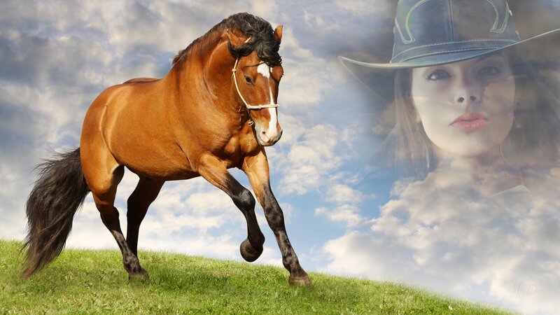 Brown Horse Running — Dramatic, Afternoon
