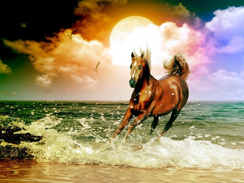 Brown Horse Running — Dramatic, Night