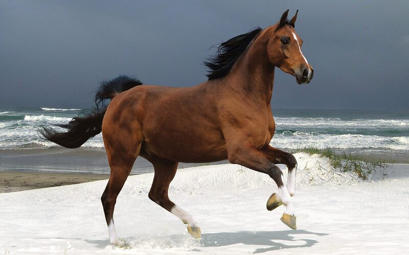 Brown Horse Running — Dramatic, Photograph, Beach, Ocean, Sky