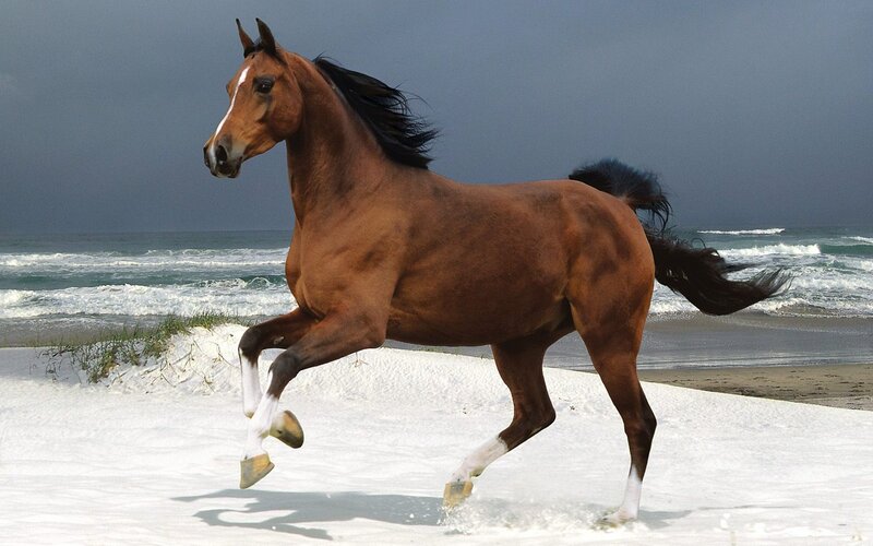 Brown Horse Running — Dramatic, Photograph, Beach, Ocean