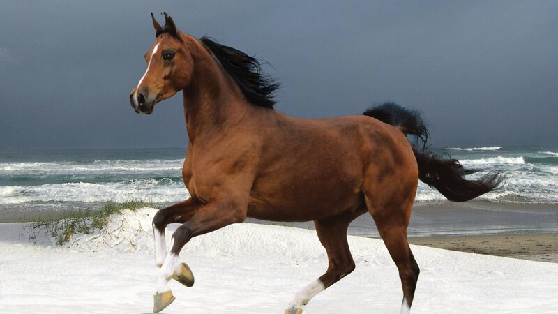 Brown Horse Running — Dramatic, Photograph, Beach