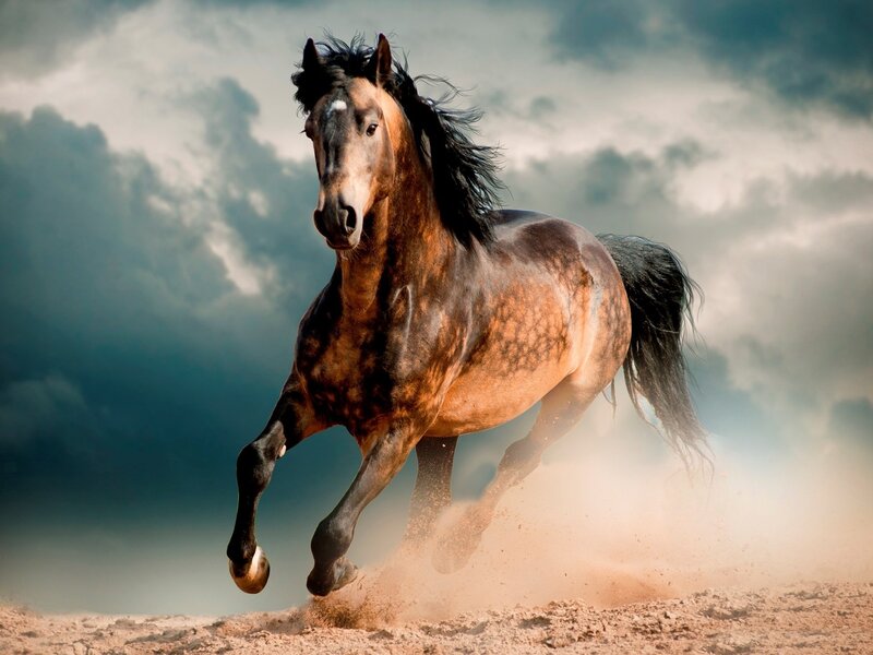 Brown Horse Running — Dramatic, Photograph, Dust, Clouds