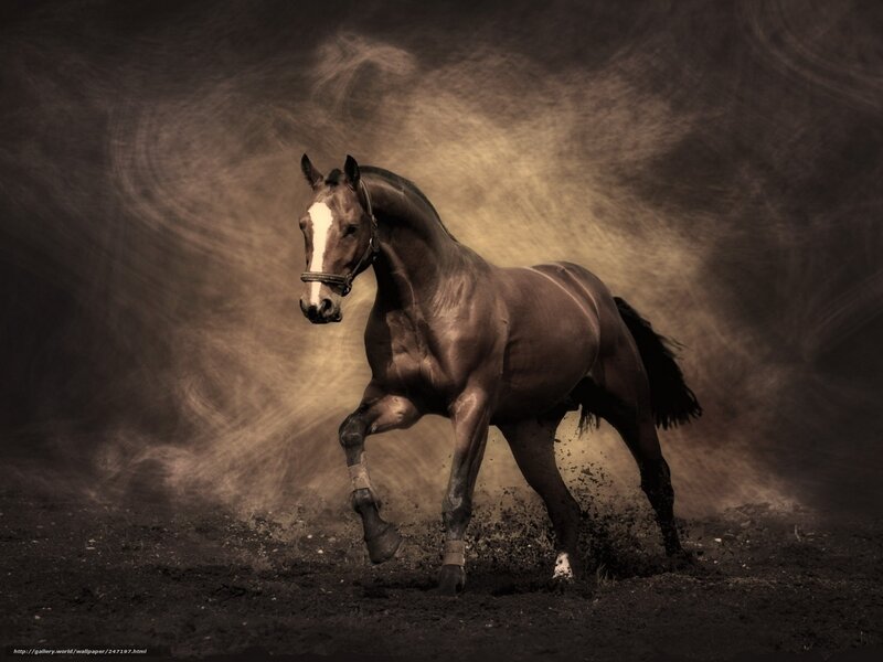 Brown Horse Running — Dramatic, Photograph, Dust, Mud, Bridle