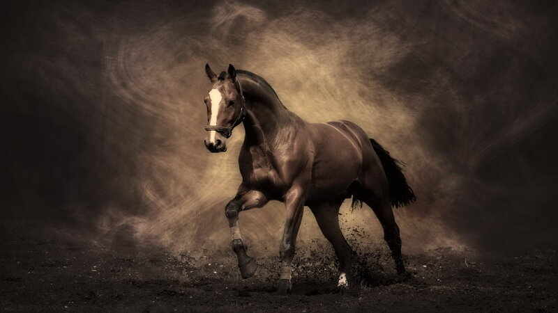 Brown Horse Running — Dramatic, Photograph, Dust, Mud, Saddle