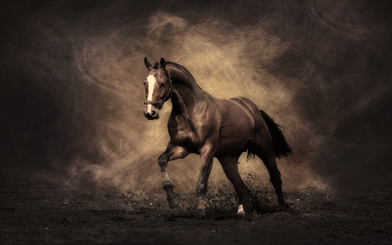 Brown Horse Running — Dramatic, Photograph, Dust, Mud