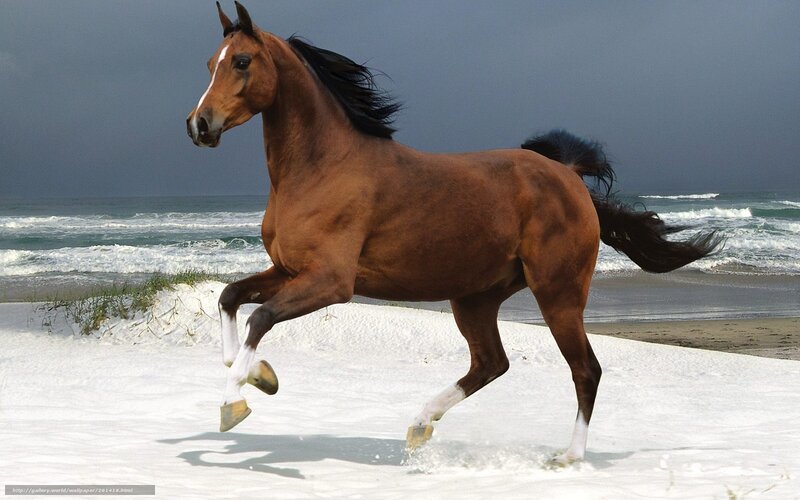 Brown Horse Running — Dramatic, Photograph, Ocean