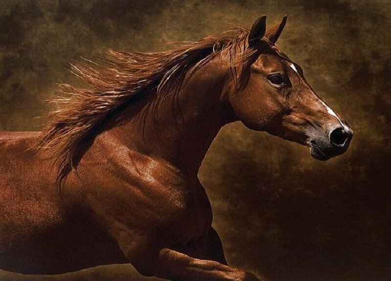 Brown Horse Running — Dramatic, Photograph