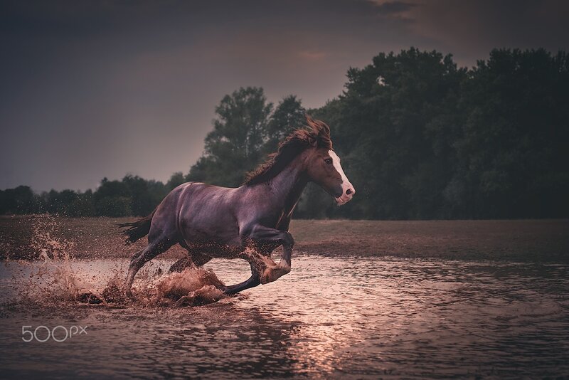 Brown Horse Running — Dramatic, Sunset, Photograph