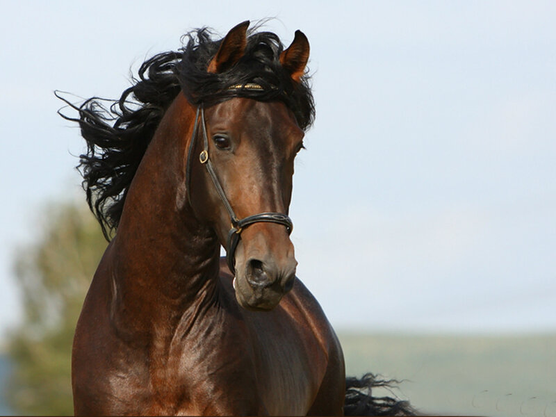 Brown Horse Running — Dynamic, Afternoon, Photograph, Blurred Trees