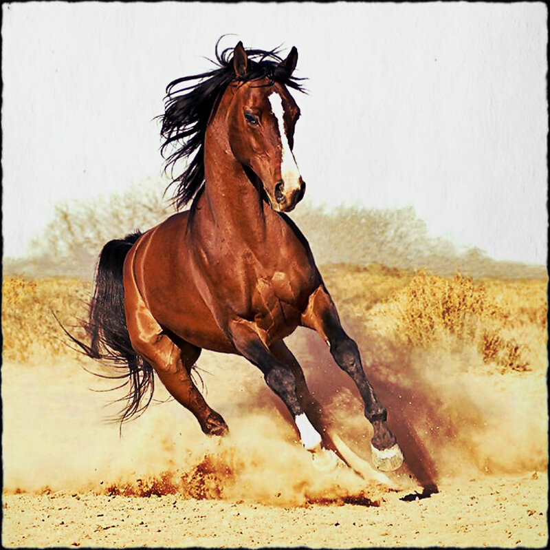 Brown Horse Running — Dynamic, Afternoon, Photograph, Dust