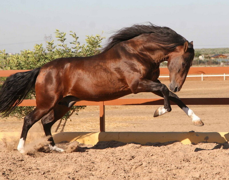 Brown Horse Running — Dynamic, Afternoon, Photograph, Fence, Dirt Ground, Trees