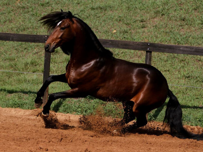 Brown Horse Running — Dynamic, Afternoon, Photograph, Fence, Dirt
