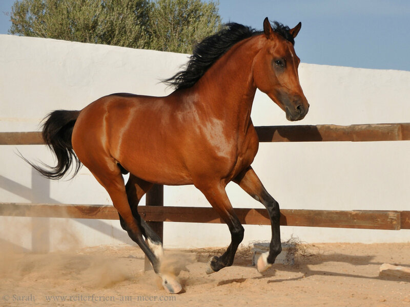 Brown Horse Running — Dynamic, Afternoon, Photograph, Fence, Dust