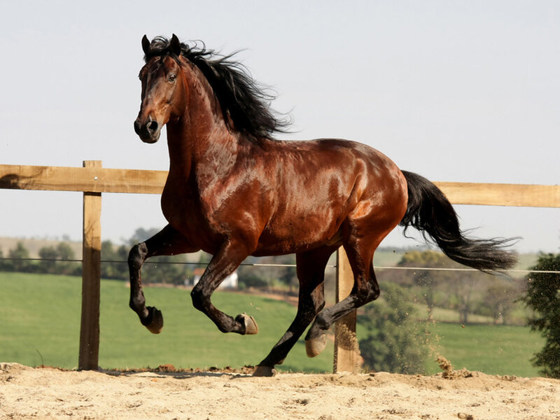 Brown Horse Running — Dynamic, Afternoon, Photograph, Fence, Field