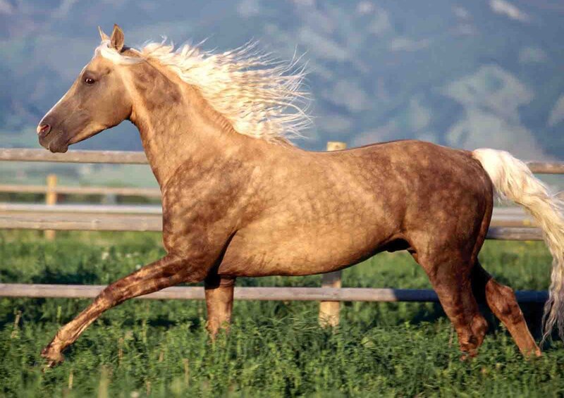 Brown Horse Running — Dynamic, Afternoon, Photograph, Fence, Grass, Mountains