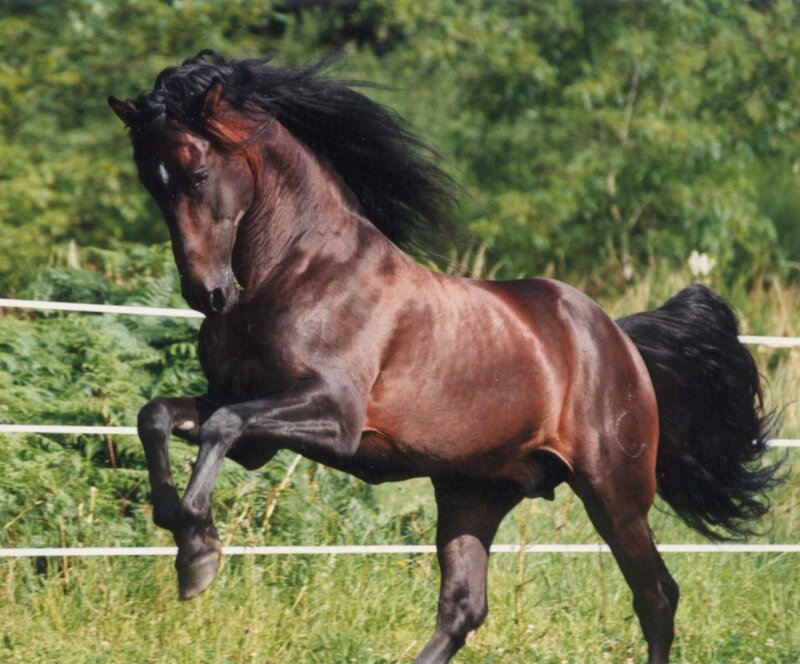 Brown Horse Running — Dynamic, Afternoon, Photograph, Fence, Grass, Trees