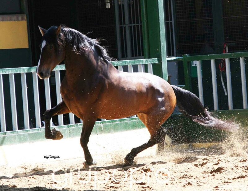 Brown Horse Running — Dynamic, Afternoon, Photograph, Fence, Sand