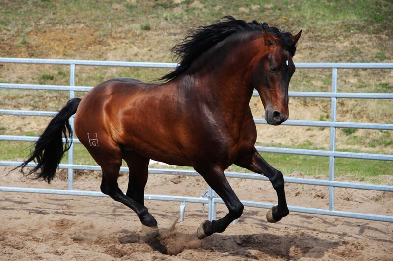 Brown Horse Running — Dynamic, Afternoon, Photograph, Fence, Sandy Ground