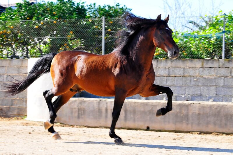 Brown Horse Running — Dynamic, Afternoon, Photograph, Fence